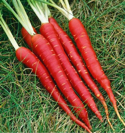 Carrots "गाजर " per kg.